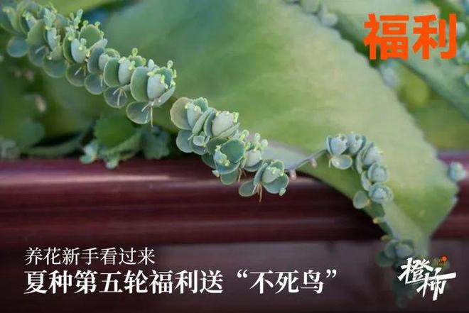 、杭州四时主题丝巾……橙柿福利送不停AG真人澳门百家家乐超萌浙BA周边(图12)